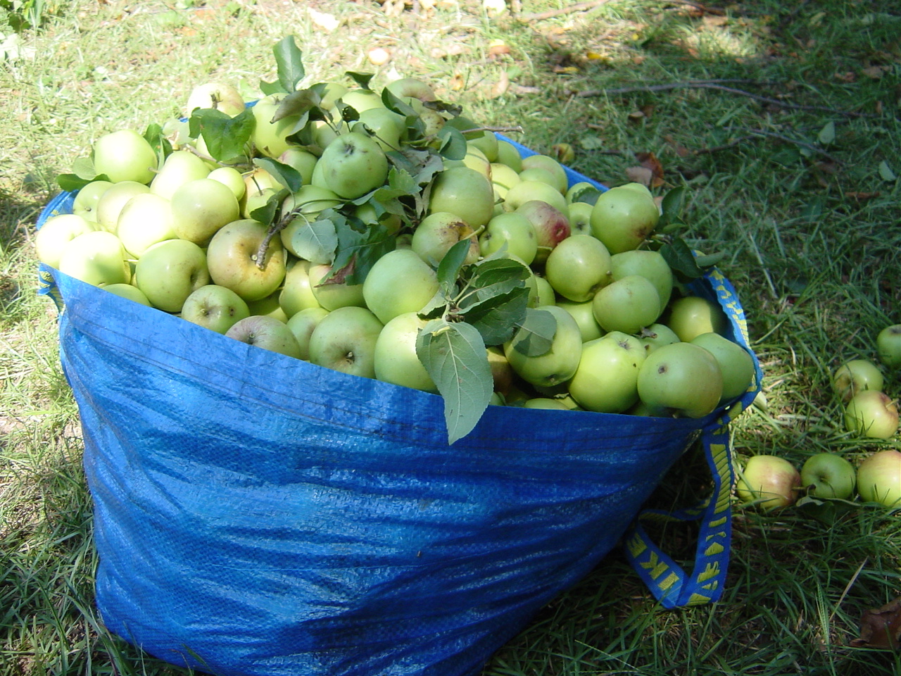 http://www.concrete-jungle.org/wp-content/themes/green-apples/images/DSC03103.JPG