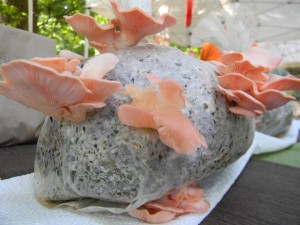 5th Kingdom Mushroom Farm