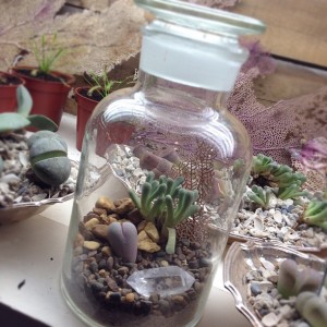 Terrarium Design