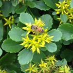 beeonsedumculc
