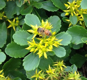 beeonsedumculc